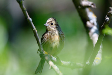 Yellowhammer (Emberiza citrinella).