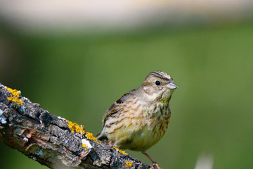 Yellowhammer (Emberiza citrinella).