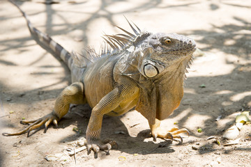 Wild giant iguana in zoo,
