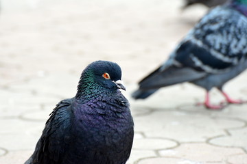 Pigeon close-up.