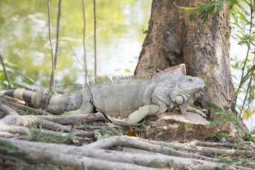 Wild giant iguana in zoo,