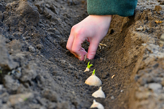 Female hands in the ground plant a bulb of garlic in early spring in the garden.