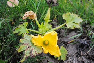 Zucchini plant with flowers and leaves, green grass background