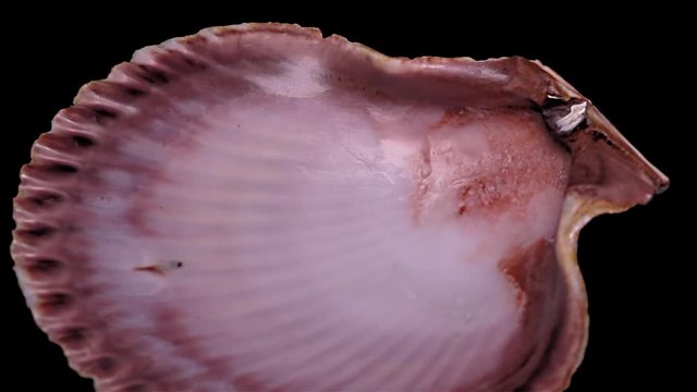 Seashell Isolated on Black Background &ndash; Close-up, Detail