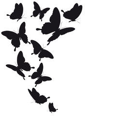 black butterfly, isolated on a white