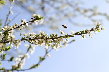 Blossoming orchard in the spring. Blooming plum orchard tree with a bee. Spring background. Spring orchard on sunlight with blue sky. Floral pattern. No sharpen