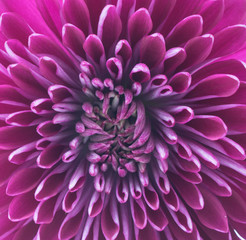 Purple chrysanthemum macro