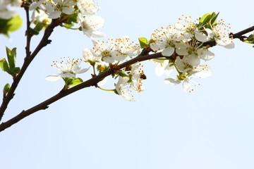 Blossoming orchard in the spring. Blooming plum orchard tree on a blue sky background. Spring background. Spring orchard on sunlight. Spring flower field background. Floral pattern. No sharpen