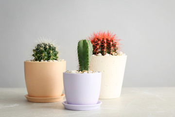 Beautiful cacti on table against grey background