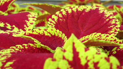 Closeup leaves red flower