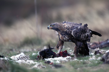 The golden eagle (Aquila chrysaetos)feeding the male eagle to the prey