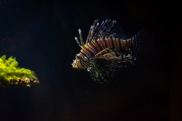 The red lionfish on the black background in the aquarium in Berlin