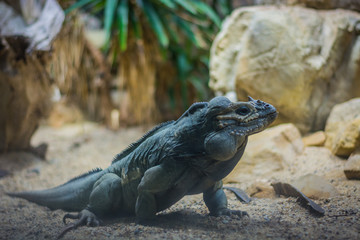 Rhinoceros iguana in aquarium in Berlin