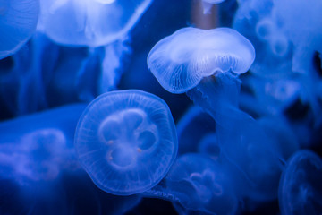 Moon jellyfish in aquarium in Berlin, blue light