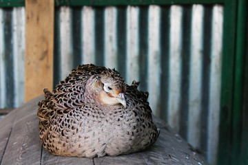 rural farm, bird sitting on a chicken coop