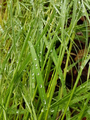 Water drop grass in garden