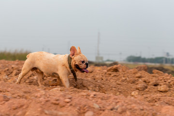 Cute french bulldog is playing and running in the field.