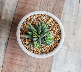 Aloe Aristata Haworthia Succulent Plant  slow-growing succulent that brings delightful contrast with its dark green leaves planted in a pot with rocks