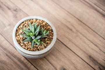Aloe Aristata Haworthia Succulent Plant  slow-growing succulent that brings delightful contrast with its dark green leaves planted in a pot with rocks