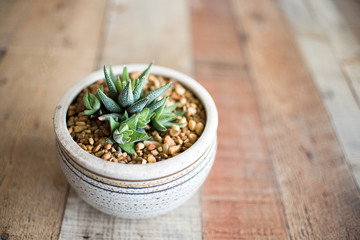 Aloe Aristata Haworthia Succulent Plant  slow-growing succulent that brings delightful contrast with its dark green leaves planted in a pot with rocks