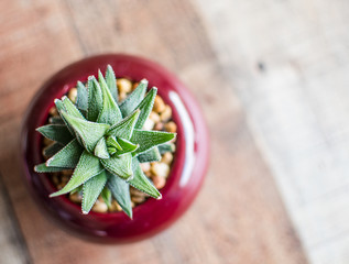 Aloe Aristata Haworthia Succulent Plant  slow-growing succulent that brings delightful contrast with its dark green leaves planted in a pot with rocks