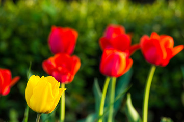 Fototapeta na wymiar colorful tulips in early spring in the garden