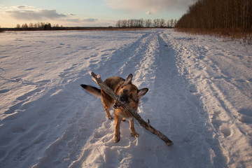 German Shepherd dog playing with a big stick on the winter road