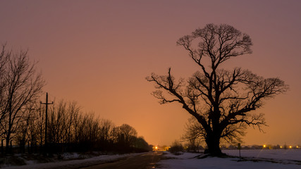 Fototapeta premium Big old tree near road with orange sky in bacground