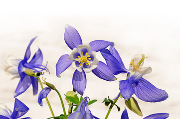 Violet and white Aquilegia flower