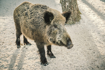 Wild boar in the woods posing in front of the camera.