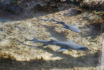 沖縄　黒島　okinawa kuroshima japan island