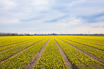 bright yellow field of blooming spring flowers of daffodils