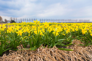 bright yellow field of blooming spring flowers of daffodils.