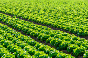 Salatfeld - Farm mit frischem grünen salat