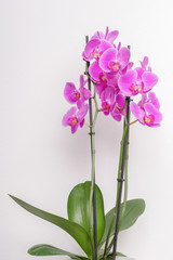 Orchideen auf weiss