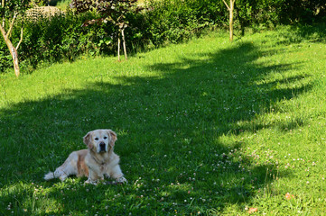 Home is where your Golden is.