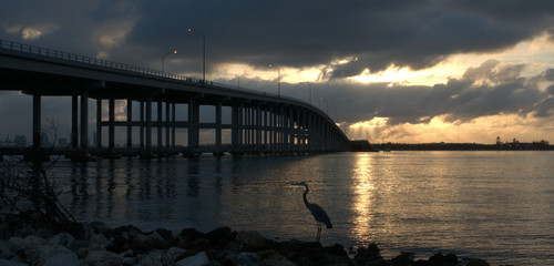 Obraz premium Heron by the Bridge / Rickenbacker Causeway and bridge to Key Biscayne, Florida