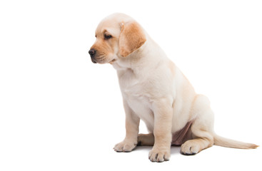 puppy labrador isolated