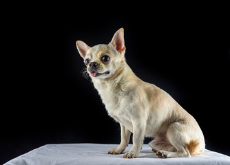 small dog on a black background