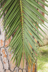 The leaves of the date palm. Natural background. Close-up.