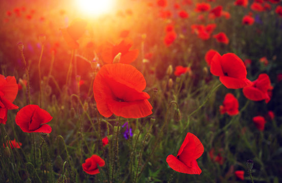wild poppy flower at sunset
