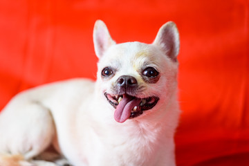 small dog on a red background