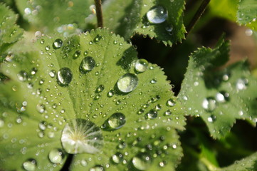 Water drops on a Alchemilla (lady's mantle)