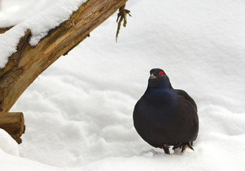 View of a male of a black grouse in the winter