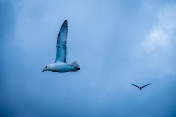 Northern Fulmar