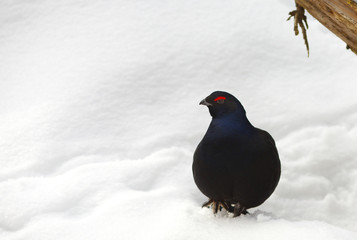 View of a male of a black grouse in the winter