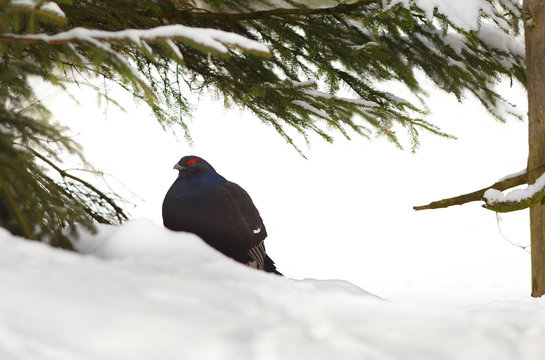 View of a male of a black grouse in the winter