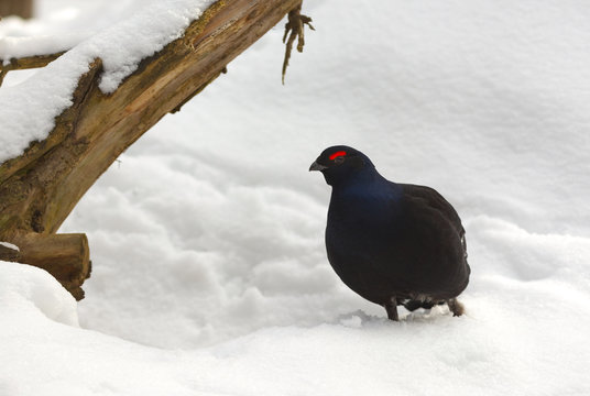 View of a male of a black grouse in the winter