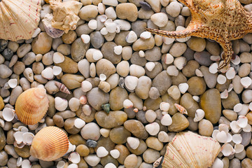 Seashells and pebbles background, natural seashore stones