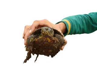 Turtle in a hand